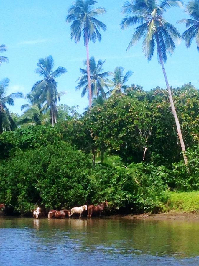 Naveria Heights Lodge Savusavu Luaran gambar